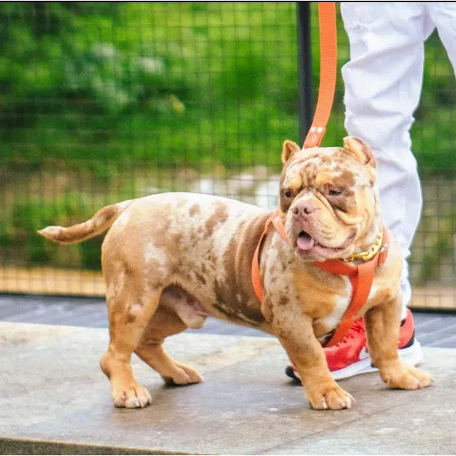 Cachorros American Bully Chocotrimerle Perros Exóticos