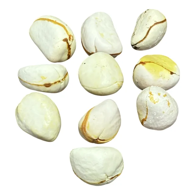 Obi Branco Nacional Molhado 10 Unidades Umbanda Candomblé