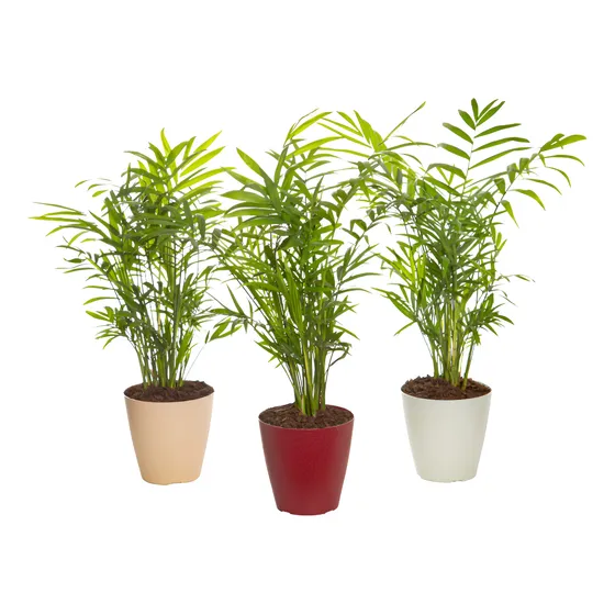 Palmera Chamaedorea Con Maceta P11
