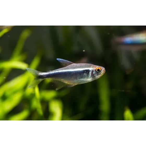 Peixe Tetra Neon Negro 3cm Pacote Com 4 Unid (cote O Frete) Preto