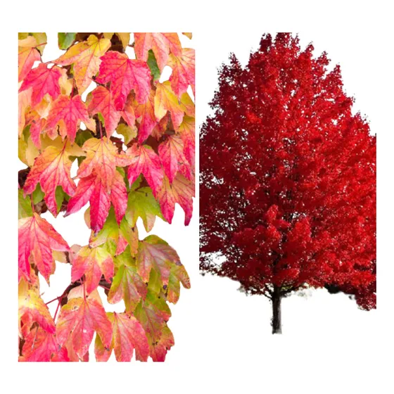 Kit 3 Mudas Boston Ivy + 1 Muda Red Maple