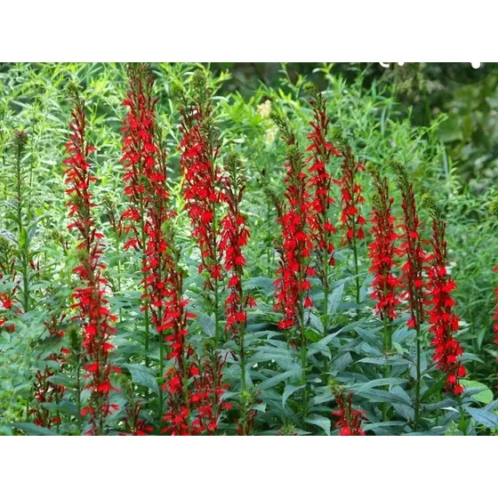 Lobelia Cardinalis