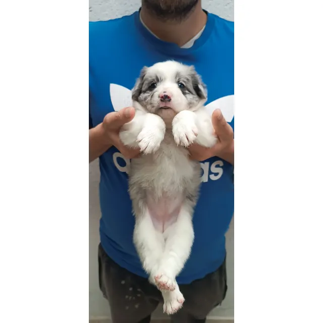 Border Collie Dloverssantelmo