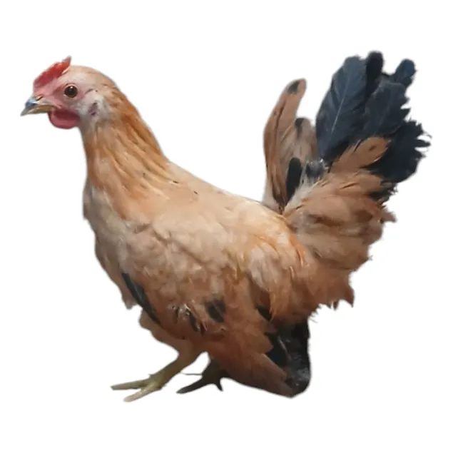 Gallitos De La Pasión Jóvenes 