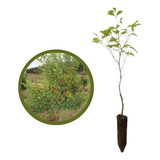 2 Mudas De Camboim-flor-de-cereja - Eugenia Cerasiflora