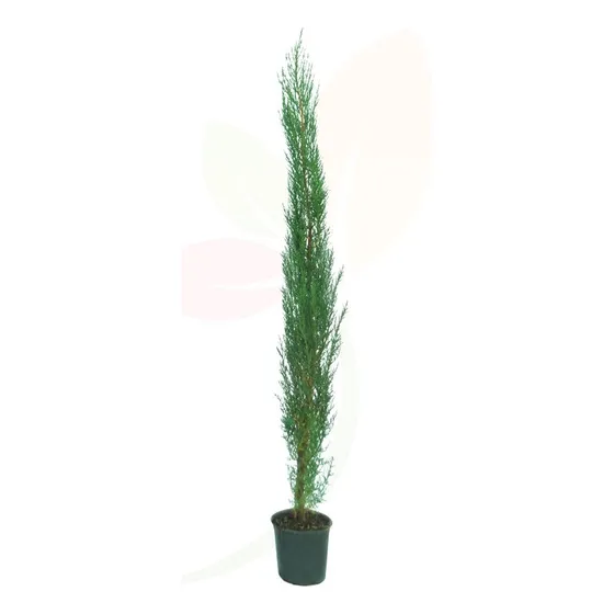  Ciprés Piramidal ( Cupressus Sempervirens Stricta )