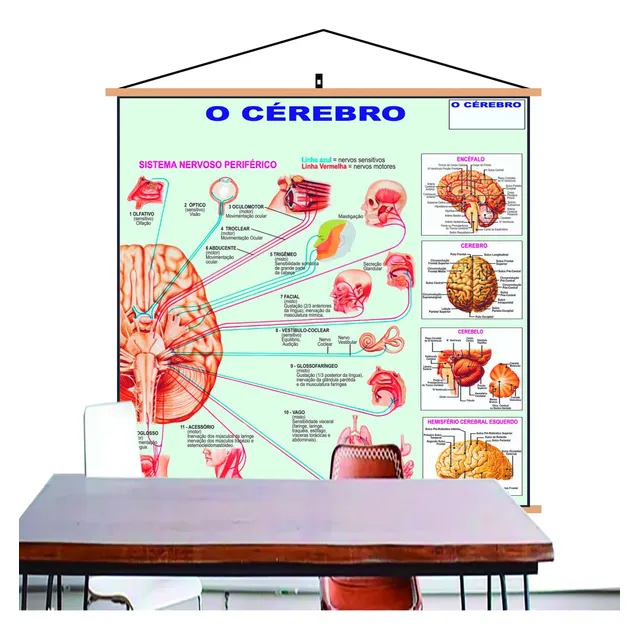 Mapa Gráfico Do Cérebro Mente Banner Laminado 120x90cm