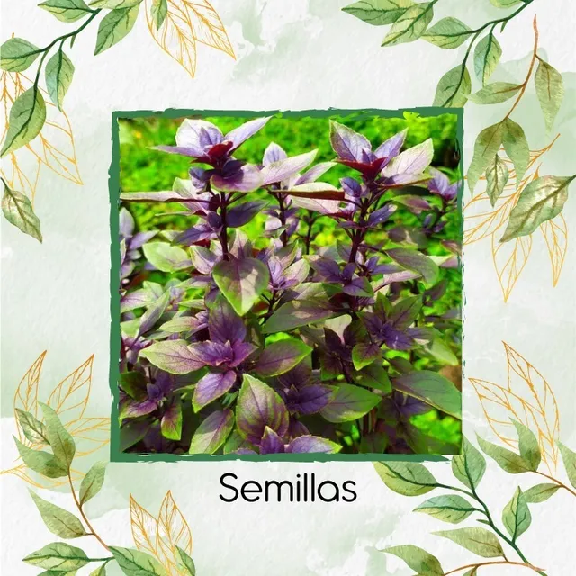 100 Semillas Albahaca Morada Orgánico En Maceta O Huerta 