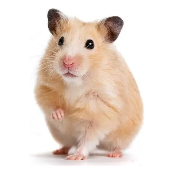 Filhotes De Hamster Sírio 