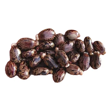 Semillas De Ricino Ricinus Communis