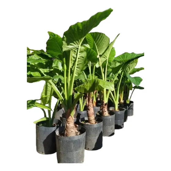 Planta Oreja De Elefante, Alocacia En 15 Litros. Grandes!