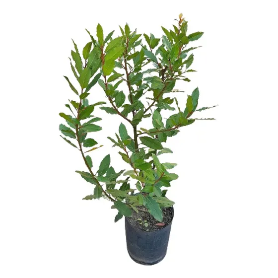 Planta De Laurel Comestible Condimento 10 Lts