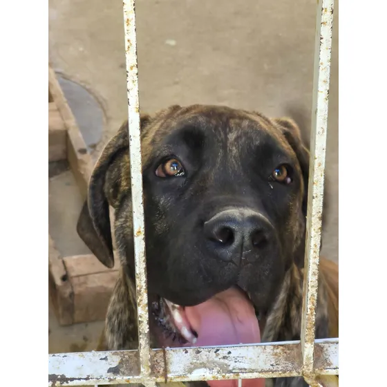 Filhotes De Cane Corso
