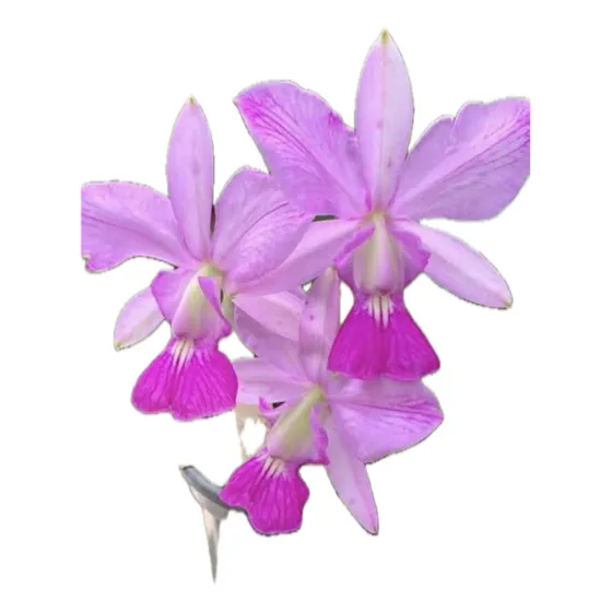 Cattleya Walkeriana Dona Terezinha Flamea