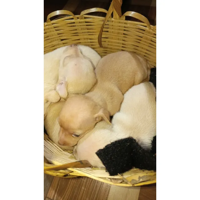 Chihuahuas Cachorros