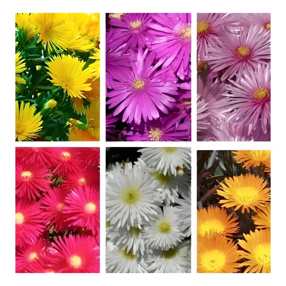 Semillas De Rayito De Sol Mix