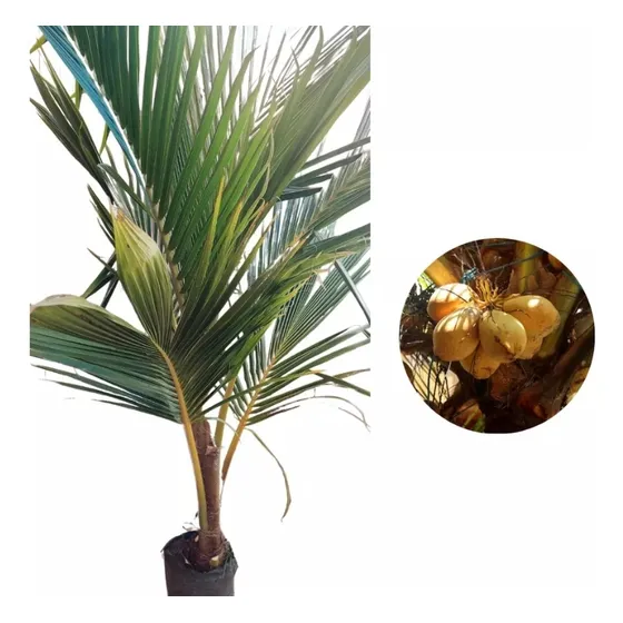 Coqueiro Gigante! Kit Com 6 Mudas Com 1,6 M A 1,8 M Cada