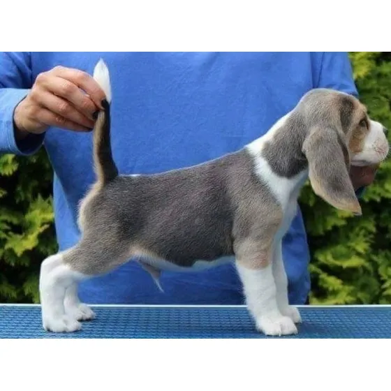 Beagle  Cachorros  Azul  Blue  
