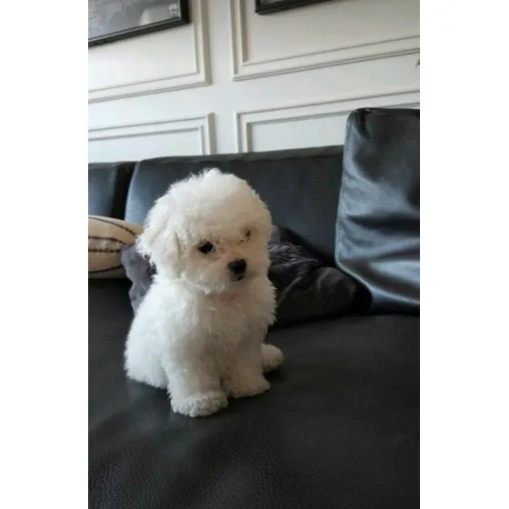 Caniche Mini Toy Hembra Beige O Blancas 