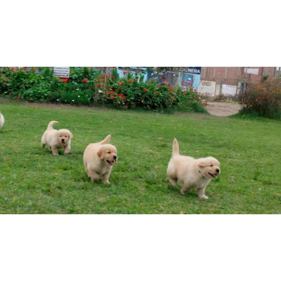 Golden Retriever 100% Puros, Veni A Elegirlos Al Campo