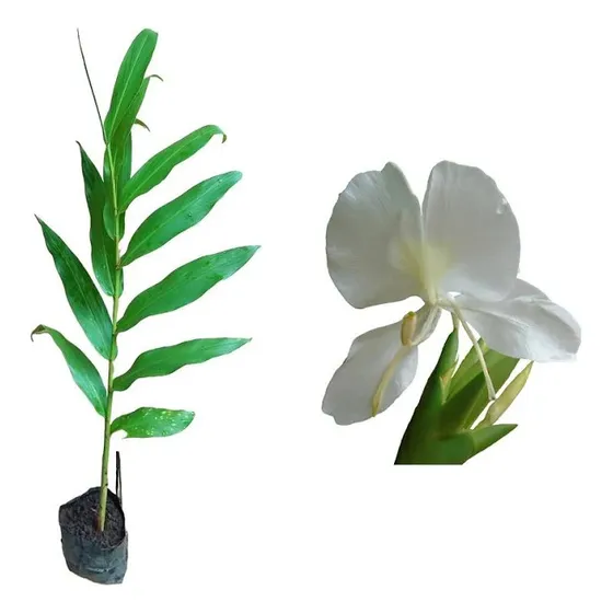 Araruta Mudas Novas