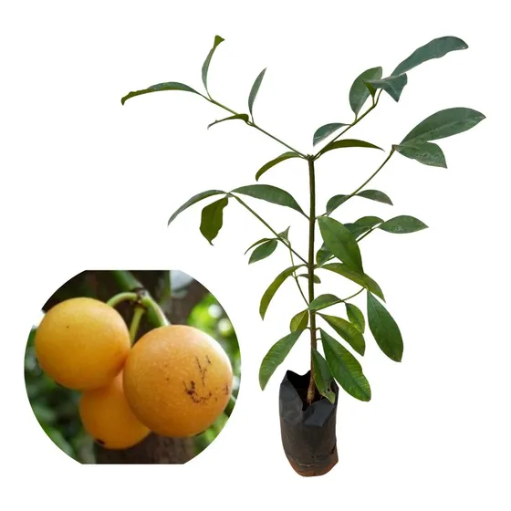 Kit Com 3 Mudas De Bacupari Para Produzir 