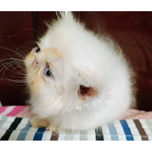 Gatito Persa Macho Himalayo Punto Flama Guayaquil De Entrega