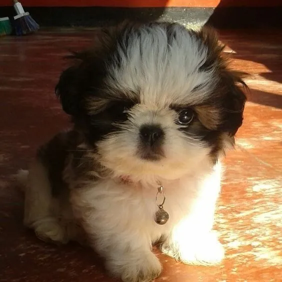 Cachorros Shih Tzu Perros En Venta Shitzu Palmira Valle Pets