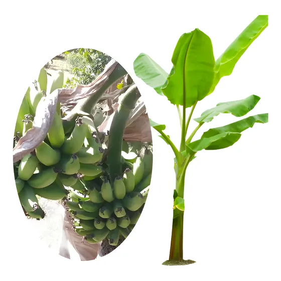 Muda De Banana Hibrida 2 Cachos Rara