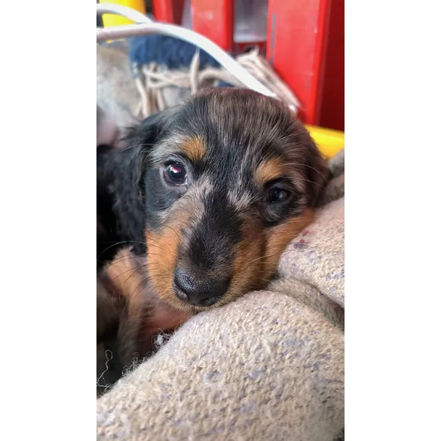 Cachorros Salchicha Mini Arlequín Pelo Largo