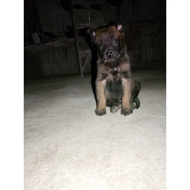 Cachorros Pastor Belga Malinois