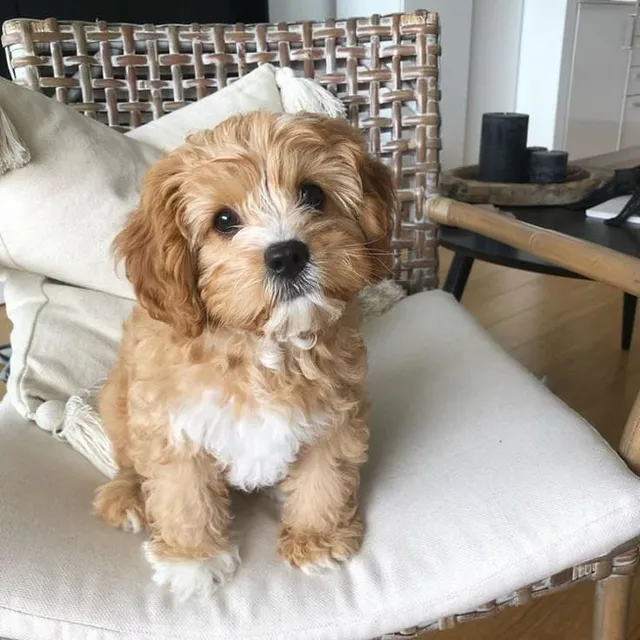 Bichón Habanero Cachorros Super Hermosos