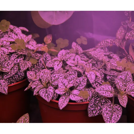 Un-edison Grow Light A19 Bombilla Led 9 Espectro Rojo