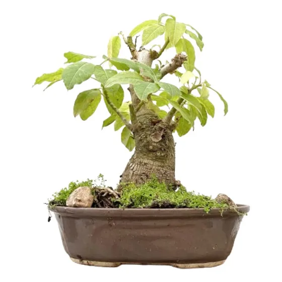 Arteenbonsai Olmo Chino Juniperus Ficus Arbol De La Vida