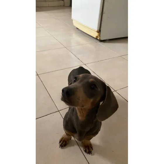 Salchicha Cachorro Gris