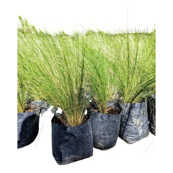 Stipa - Planta Graminea Nativa Pleno Sol - Nassella - M 3 Lt