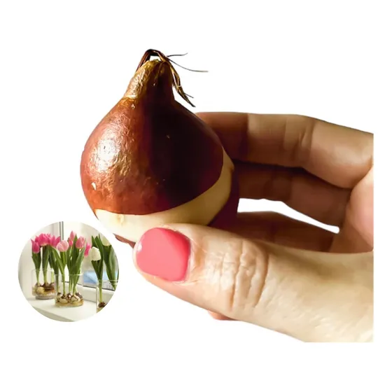 Semilla Bulbo Tulipán Pack X 5 - Colores Surtidos