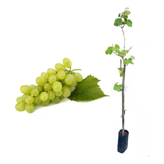 Uva Verde Thompson Gigante Más Semillas