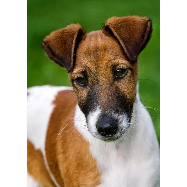 Cachorros Fox Terrier Pelo Liso Perros Can En Venta Medellín