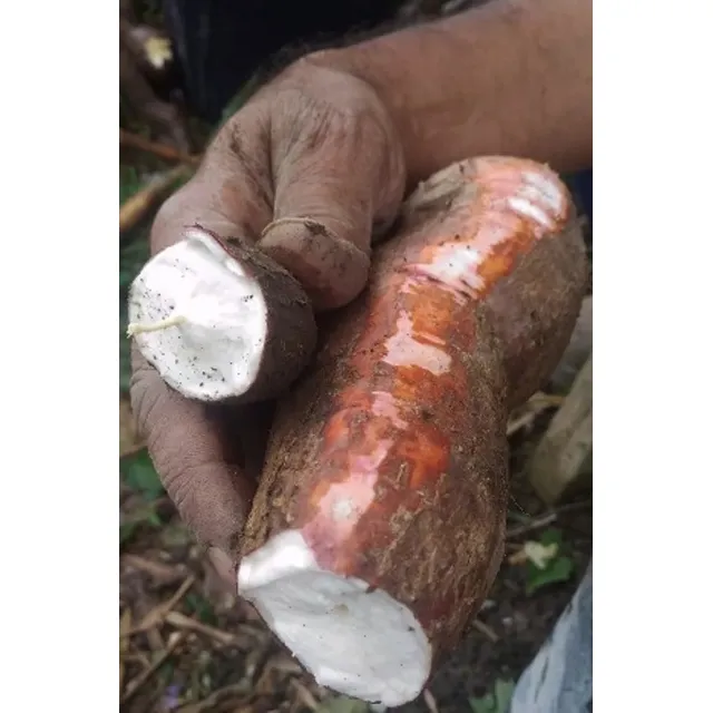 40 Ramas De Mandioca Casca Roxa Cozinha Bem E É Deliciosa