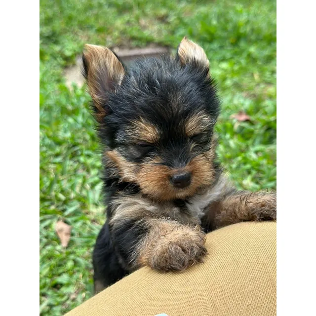 Cachorros Yorkshire Terrier!  Vacunados, Desparasitados