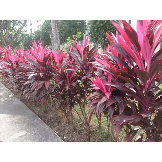 100 Sementes De Dracena Vermelha