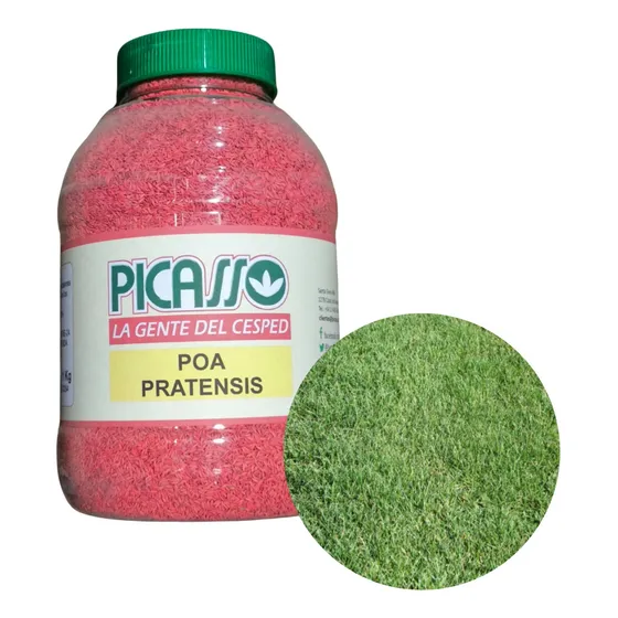 Semillas Cesped Poa Pratensis X 1 Kg  ( Picasso )  Jardin