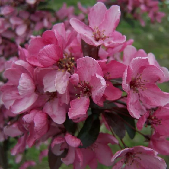Manzano Silvestre  (malus Floribunda  Liset   )
