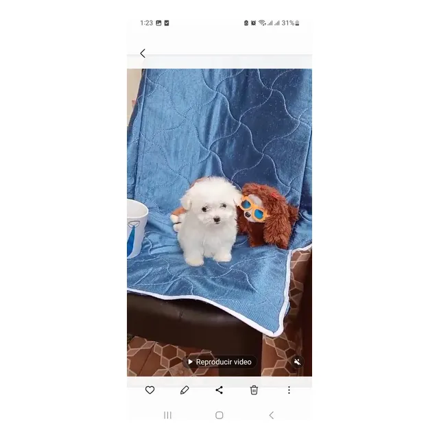 Cachorro Bichon Maltes Mini