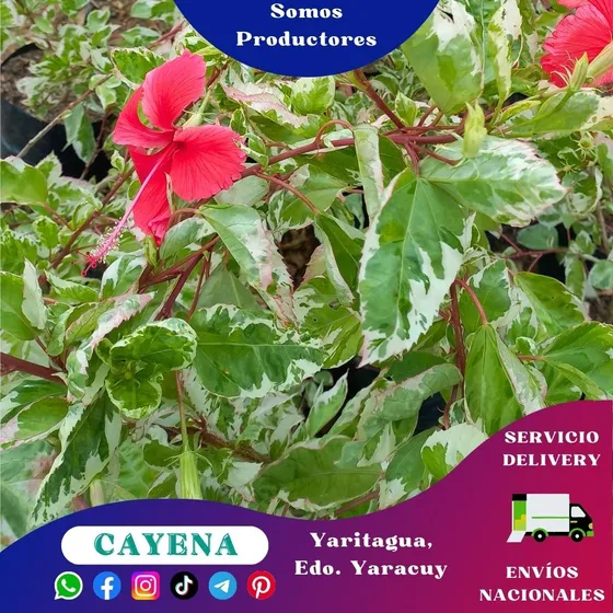 Planta De Cayena Carnaval Blanca (hibiscos Flor Roja)