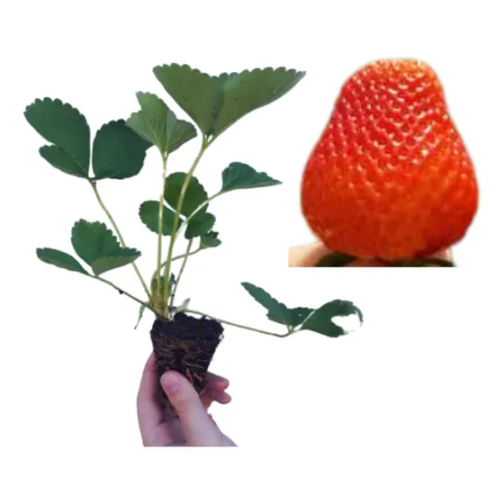 Kit 5 Mudas De Morango Chileno +  Manual De Plantio