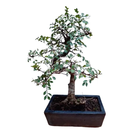 Bonsai Olmo Chino
