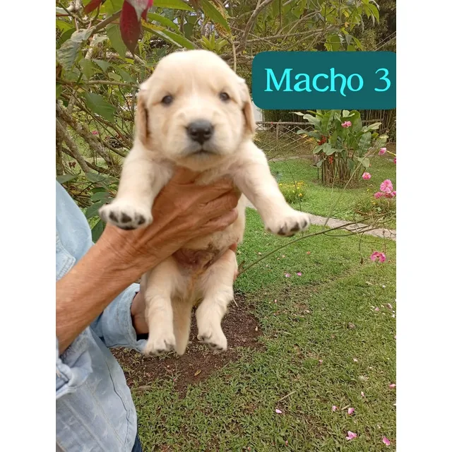 Golden Machos
