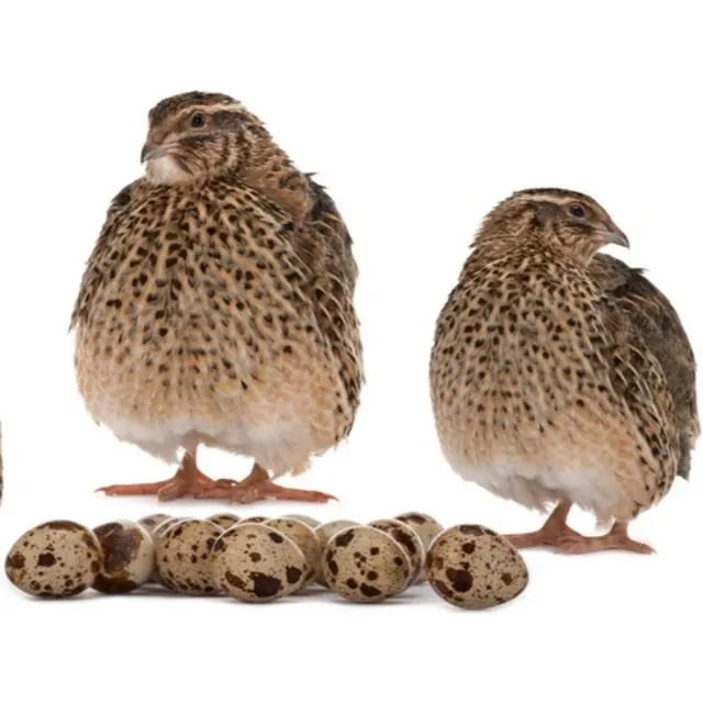 Codornices